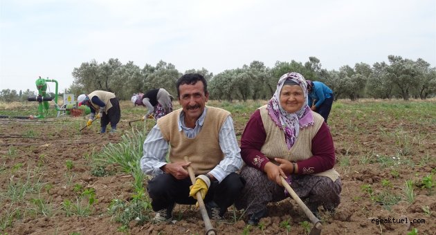 Tarlada ikinci hayat