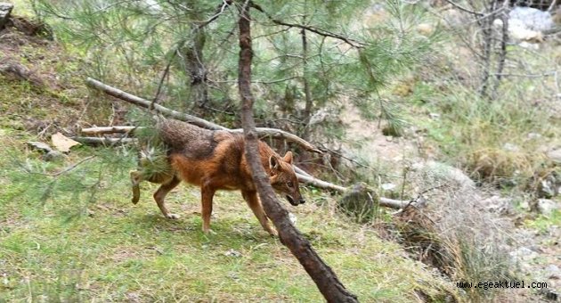 Tedavisi yapılan çakal doğaya bırakıldı