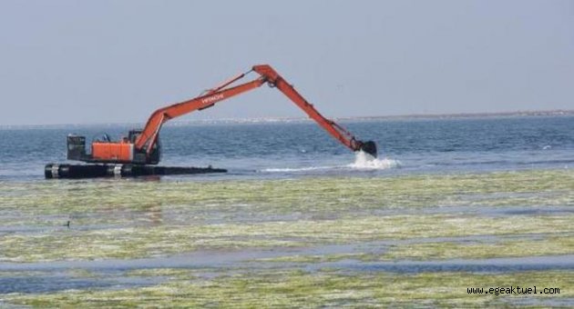 Temizliği süren deniz marulundaki beyazlaşma için açıklama geldi