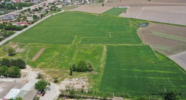 Torbalı Belediyesi, buğday hasadına gün sayıyor