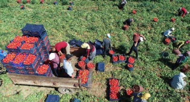 Torbalı Ovası'nda domates hasadı başladı