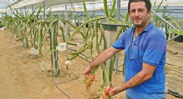 Torbalı'da üretilen 'pitaya' yüz güldürdü
