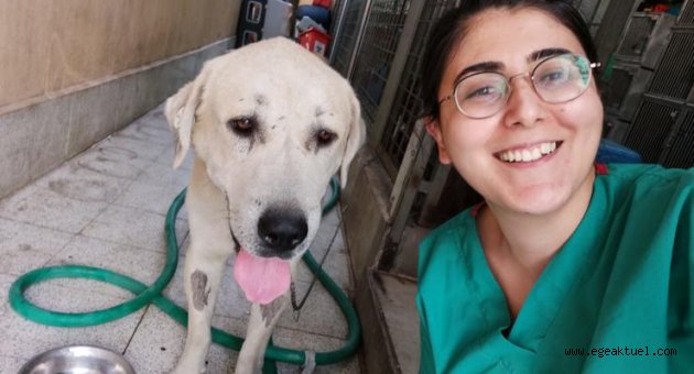Umut kesilen köpeği Büyükşehir veterinerleri hayata döndürdü