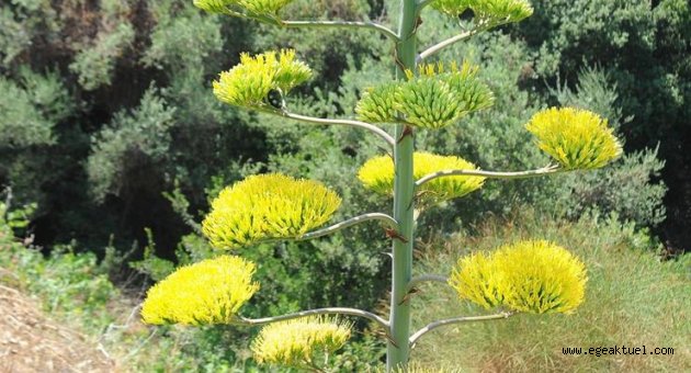 UNESCO listesindeki 'agave' çiçek açtı