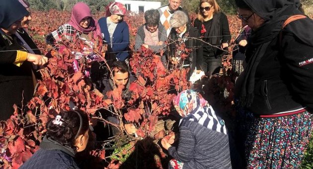 Üreticilere budama eğitimi