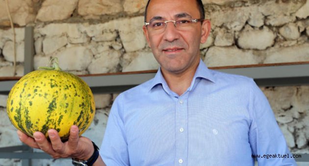 Urla'da kavun festivali bugün başlıyor