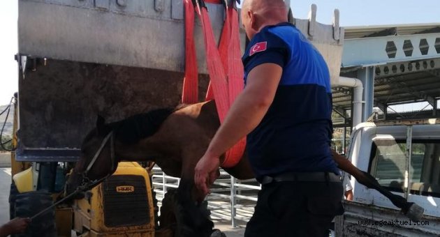 Yaralı ata zabıta şefkati