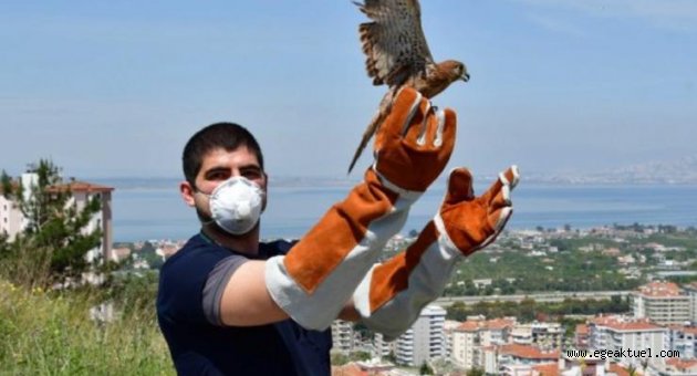 Yaralı atmaca Narlıdere'de şifa buldu