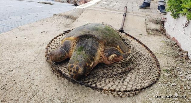 Yaralı Caretta caretta için İzmir İtfaiyesi zamanla yarıştı