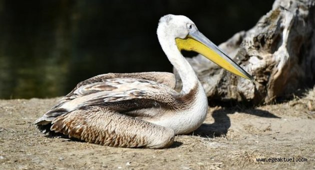 Yaralı flamingo ve iki pelikan tedavi altında