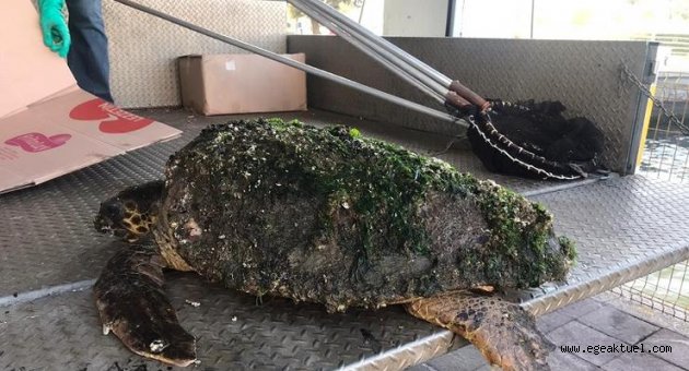 Yaralı halde bulunan caretta caretta tedavi altına alındı