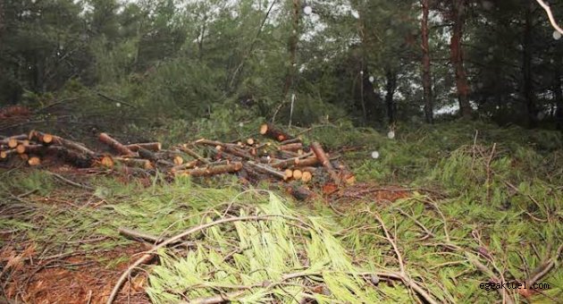 Yargı Urla'da ağaç katliamına dur dedi