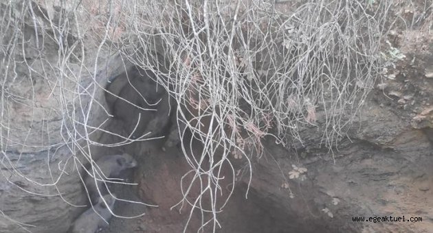 Yavru domuzları Menderes Belediyesi kurtardı