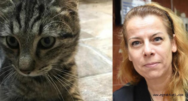 Yavru kedi 'mimoza' hayata tutundu