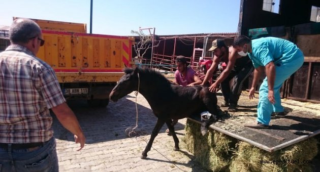 Yavru yılkı atı emin ellerde
