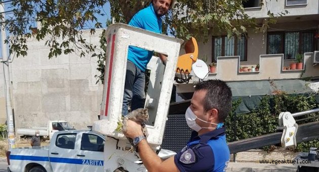Zabıtalardan kedi operasyonu