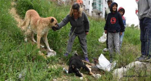 Zehirli tavukla öldürdüler