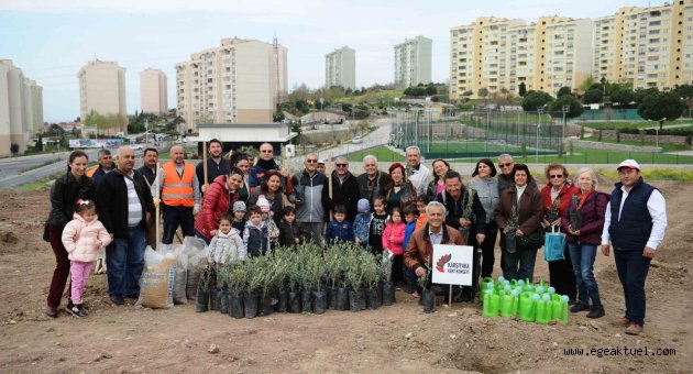 Zeytin fidanları toprakla buluştu