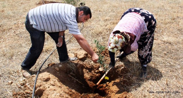 Zeytin fideleri eğitim için toprakla buluşuyor