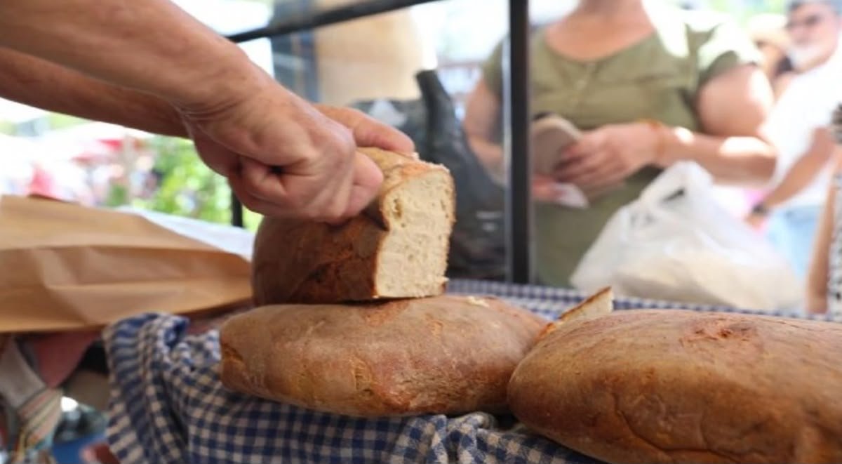 Bir avuç tohumdan 700 dönüme: 9. Ata Ekmeği ve Armola Şenliği