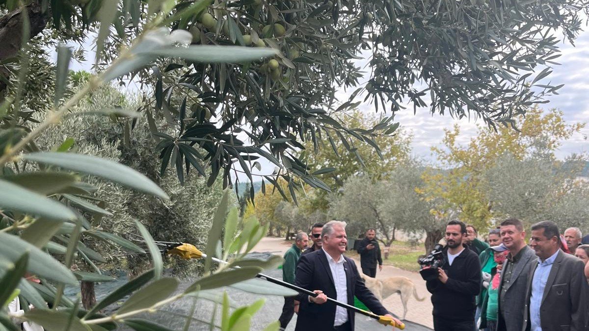 Zeytinin yolculuğu sanatla buluşacak